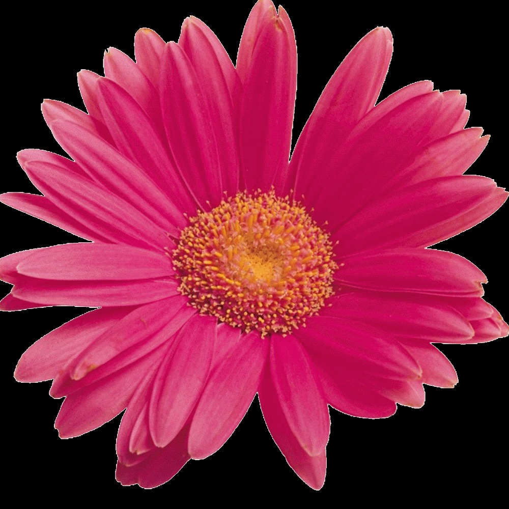 Meet your Posher, Hilda